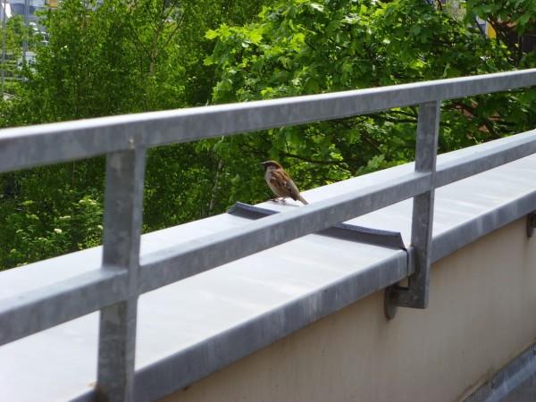 Фото Оцинкованное кровельное ограждение